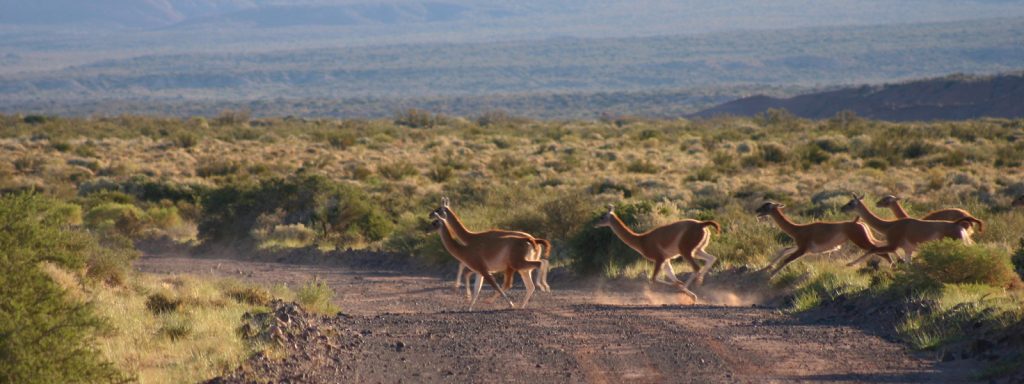 Guanacos-en-camino